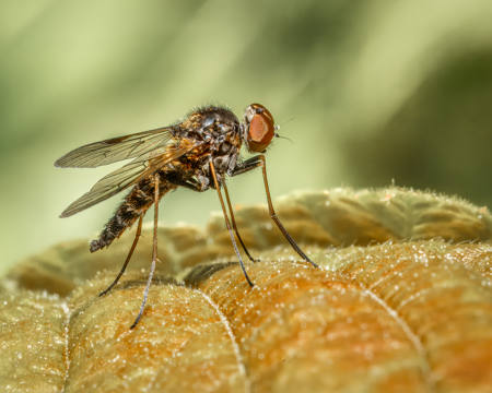 Stiletto Fly
