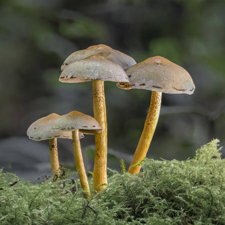 Yellow Fieldcap
