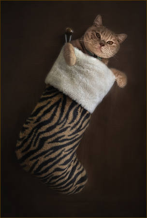 Puss In Boot