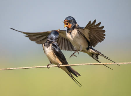 Swallow Interaction