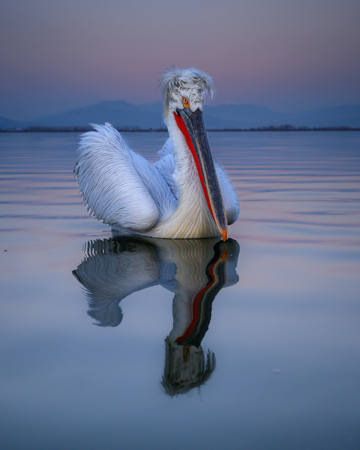Portrait Dalmatian Pelican