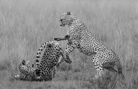 Dominance
