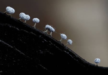 Myxomycetes On Holly Leaf