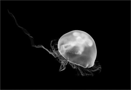 BARRIER REEF BY NIGHT MOON JELLYFISH