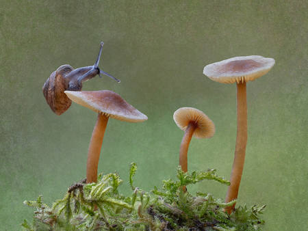 Snail Summit