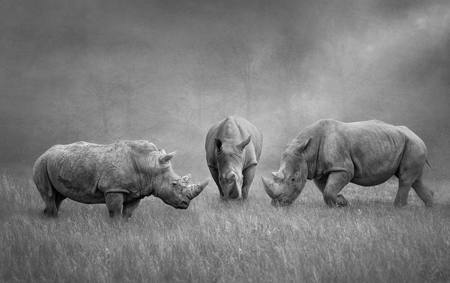 Rhino Moot