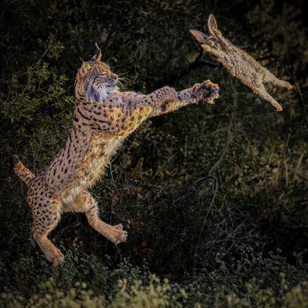 Iberian Lynx With Rabbit