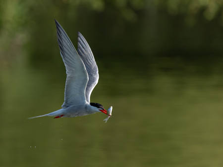 Common Tern With Catch