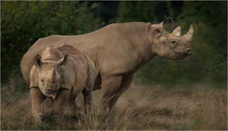 Rhino With Calf