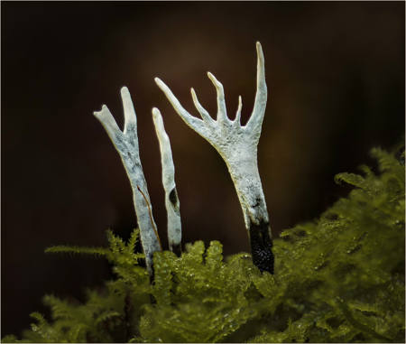 Stags Horn
