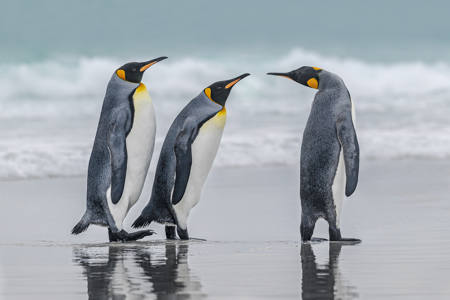 King Penguin Conversation
