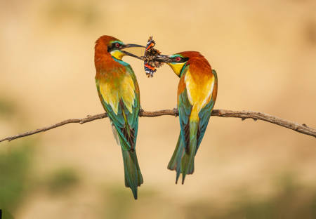 Bee Eaters Sharing Butterfly