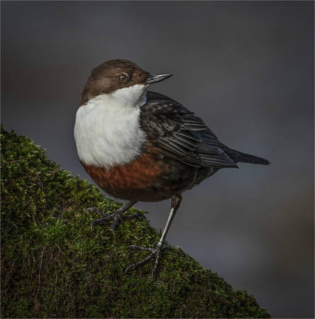 Dipper