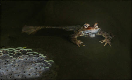 Male Frog Tending Spawn