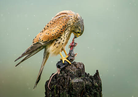 Male Kestrel In The Rain