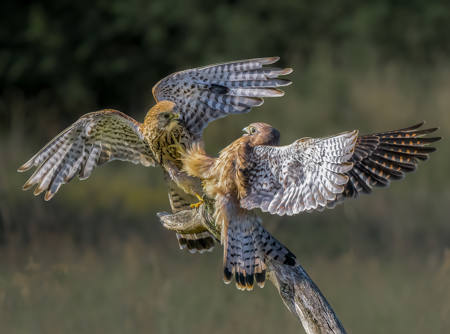 Kestrel Perch Dispute