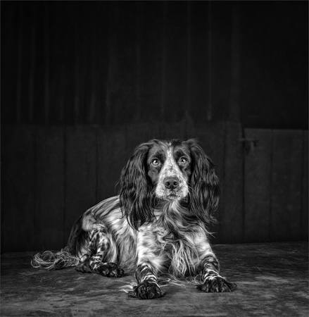 Dottie