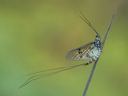 Mayfly