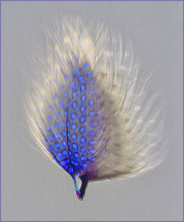 Blue Spotted Feather