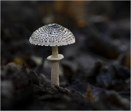 Cat Dapperling.(Lepiota Felina)