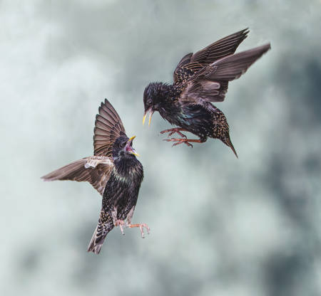 Young Starling Battle
