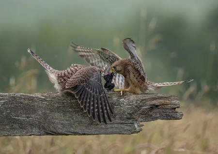 Dinner For Two