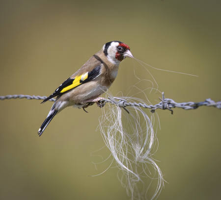 Goldfinch With Nesting Material