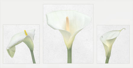 Arum Lilies