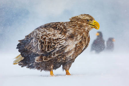 Eagles In A Blizzard