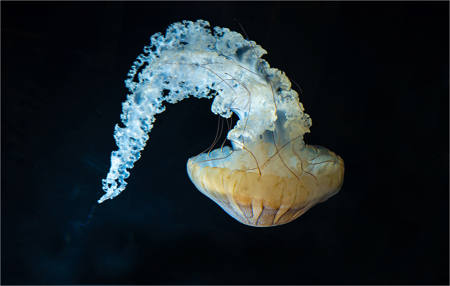 Sea Nettle Jellyfish