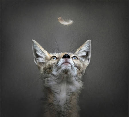 Foxes Lost Lunch