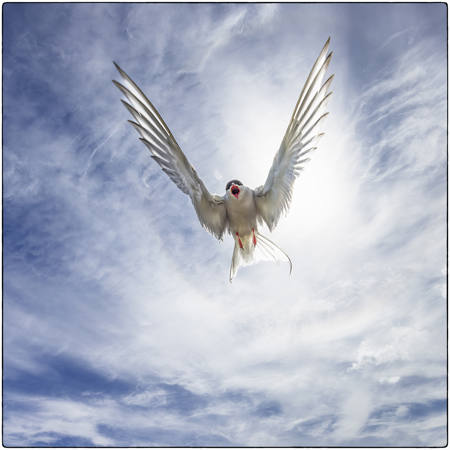 Arctic Tern Attack