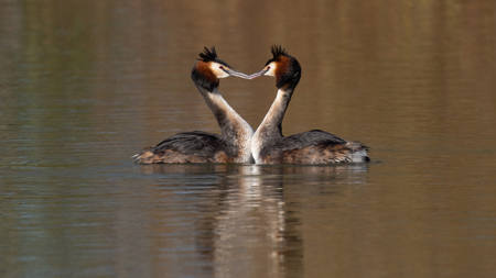 Great Crested Grebe Pair