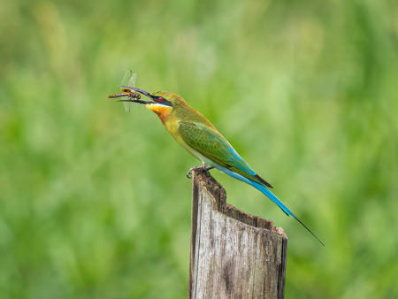 Blue Tailed Bee Eater And Dragonfly