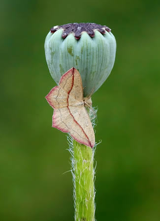 Blood-Vein On Poppy Seedhead