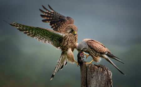 Kestrel Conflict