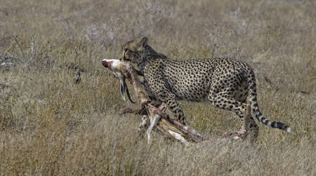 Cheetah With Prey