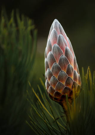 Cone