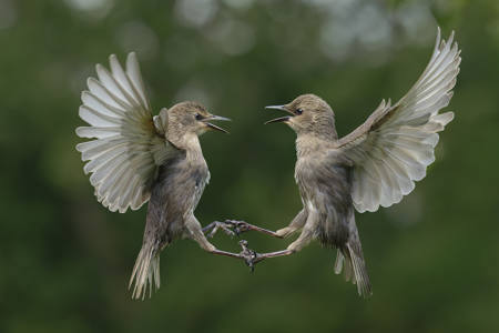 Lets Dance Juvenile Starlings
