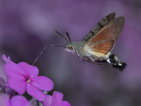 Hummingbird Hawk-Moth
