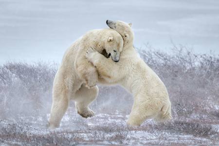 Polar Bears At Play