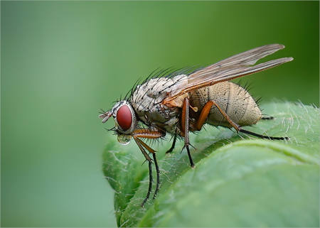 Helina Impuncta Blowing Bubbles