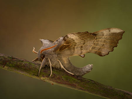Resting Poplar Hawk Moth