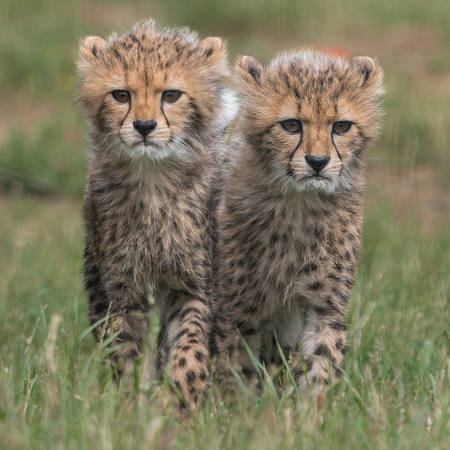 Female Cheetah Cubs
