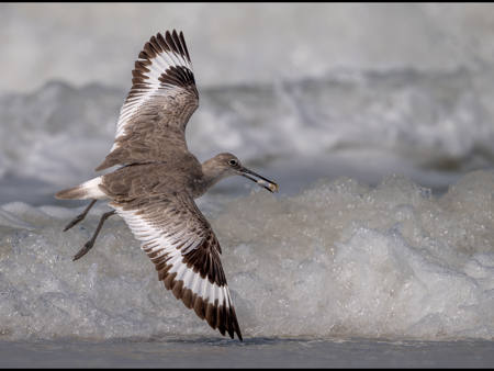Willet Taking Flight With Small Clam Catch