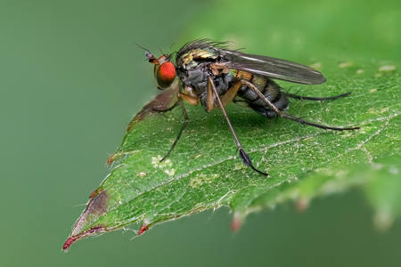 Long-Legged Fly