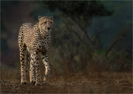 Cheetah On The Prowl