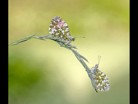 Orange Tip Pair On Dew Grass