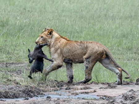 Lion Cub With Warthog