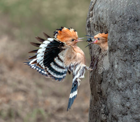 Hoopoe Feeding Chick